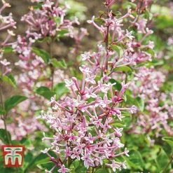 Lilac 'Bloomerang Pink Perfume' -plant LILA T79744 C2