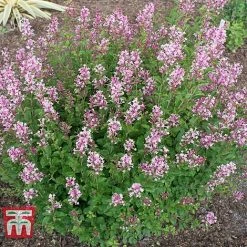 Lilac 'Bloomerang Pink Perfume' -plant LILA T79744 E