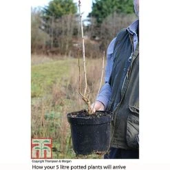 Lilac 'Charles Joly' -plant LILA T81195P B2