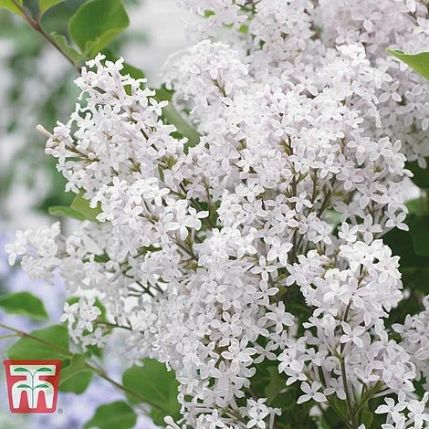 Lilac Dwarf 'Flowerfesta® White' 2 Lilac Dwarf 'Flowerfesta® White' - Image 2