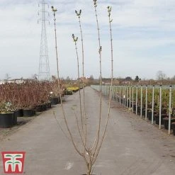 Lilac 'Esther Staley' -plant LILA TKA3550 A