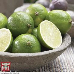 Tahiti Lime -plant LIME DWW3573 A