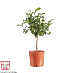 Tahiti Lime -plant LIME DWW3573 AA1