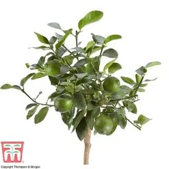 Tahiti Lime -plant LIME DWW3573 AB