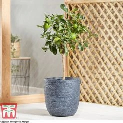 Tahiti Lime -plant LIME DWW3573 AE