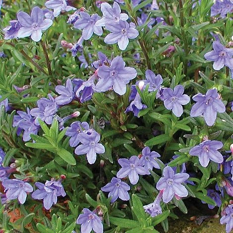 Lithodora Diffusa 'Heavenly Blue' 2 Lithodora Diffusa 'Heavenly Blue' - Image 2
