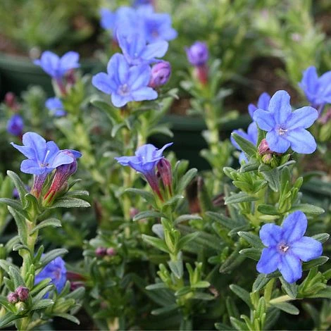 Lithodora Diffusa 'Heavenly Blue' 1 Lithodora Diffusa 'Heavenly Blue'