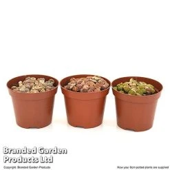 Lithops Species Mix -plant LITH MIX8CM T49850