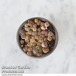 Lithops Species Mix -plant LITH MIX T49855