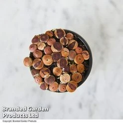 Lithops Species Mix -plant LITH MIX T49856