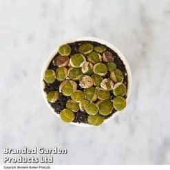 Lithops Species Mix -plant LITH MIX T49857