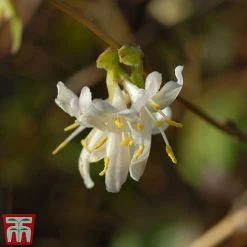 Lonicera X Purpusii 'Winter Beauty'