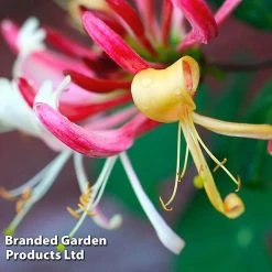 Honeysuckle 'Dart's World' 8 Honeysuckle 'Dart's World' -plant LONI WKB6545 A