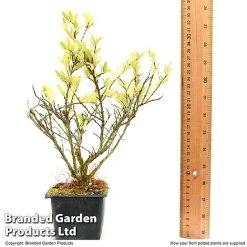 Lonicera Pileata -plant LONI PILEAT9CM T50089