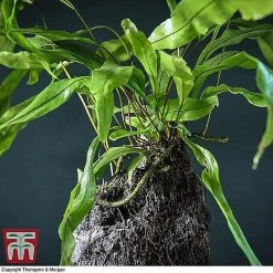 Lova Plant On Lava Rock - Gift 12 Lova Plant On Lava Rock - Gift -plant LOVA WKB4651 B1