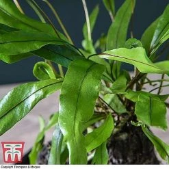 Lova Plant On Lava Rock - Gift 13 Lova Plant On Lava Rock - Gift -plant LOVA WKB4651 C1