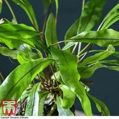 Lova Plant On Lava Rock - Gift 14 Lova Plant On Lava Rock - Gift -plant LOVA WKB4651 D1