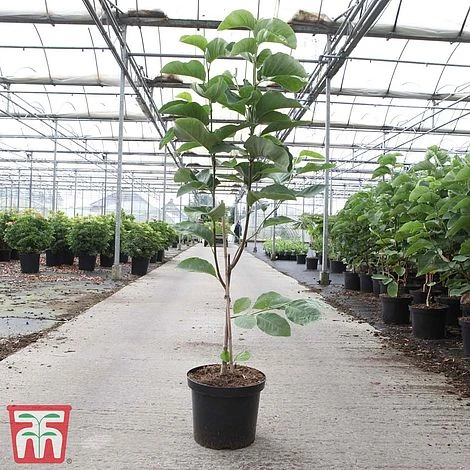 Magnolia X Loebneri 'Wildcat' 2 Magnolia X Loebneri 'Wildcat' - Image 2