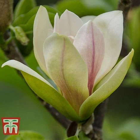 Magnolia 'Sunsation' 1 Magnolia 'Sunsation'