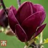 Magnolia 'Genie'