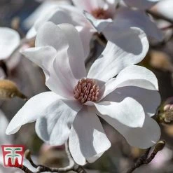 Magnolia X Loebneri 'Merrill'