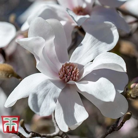 Magnolia X Loebneri 'Merrill' 1 Magnolia X Loebneri 'Merrill'