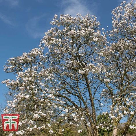 Magnolia X Loebneri 'Merrill' 2 Magnolia X Loebneri 'Merrill' - Image 2