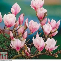 Magnolia 'Red Lucky' (Standard) -plant MAGN T86730 A