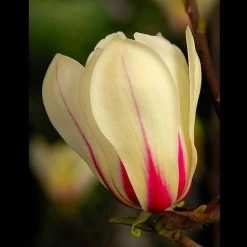 Magnolia Denudata 'Sunrise' (Patio Standard) -plant MAGN t59763 A1