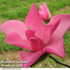 Magnolia 'Fire' -plant MAGN FIRE T51559