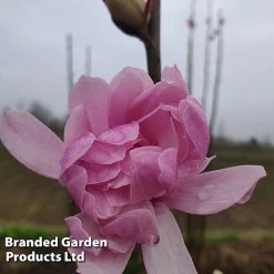 Magnolia 'Pink Perfection' -plant MAGN PINKPERFE S51731