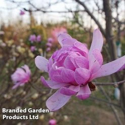 Magnolia 'Pink Perfection' -plant MAGN PINKPERFE S51733