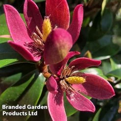 Magnolia Hybrid 'Stellar Ruby' -plant MAGN STELLARRU S51413
