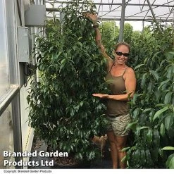 Magnolia Hybrid 'Stellar Ruby' -plant MAGN STELLARRU S51415