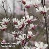 Magnolia Denudata 'Sunrise Beauty'