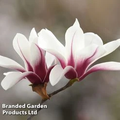 Magnolia Denudata 'Sunrise Beauty' -plant MAGN SUNRISEBE S51777