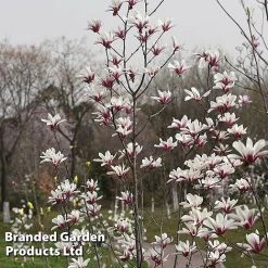Magnolia Denudata 'Sunrise Beauty' -plant MAGN SUNRISEBE S51778