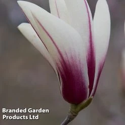 Magnolia Denudata 'Sunrise Beauty' -plant MAGN SUNRISEBE S51779