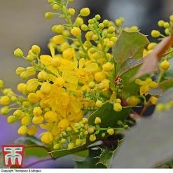 Mahonia Aquifolium 'Apollo' -plant MAHO T66349 B