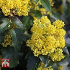 Mahonia Aquifolium 'Apollo' -plant MAHO T66349 E