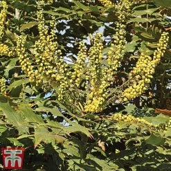 Mahonia X Media 'Charity'