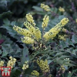Mahonia Japonica 'Hivernant'