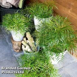 Mahonia 'Soft Caress' -plant MAHO SOFTCARES U43356