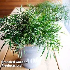 Mahonia 'Soft Caress' -plant MAHO SOFTCARES U43357