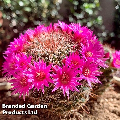 Mammillaria Zeilmanniana 2 Mammillaria Zeilmanniana - Image 2