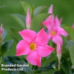 Mandevilla 'Sundaville Collection' -plant MAND BLOOMPINK L31741