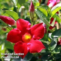 Mandevilla 'Sundaville Collection' -plant MAND BLOOMRED L31743
