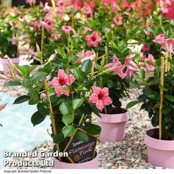 Mandevilla 'Sundaville Flamingo Pink' 5 Mandevilla 'Sundaville Flamingo Pink' -plant MAND FLAMPINK T40933