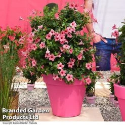 Mandevilla 'Sundaville Flamingo Pink'