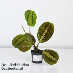 Maranta Leuconeura 'Fascinator' -plant MARA FASCIN8CM T438201